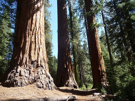 Giant sequoias along the Hart Trail 