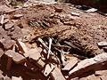 View of a partial intact roof on  one of the kivas